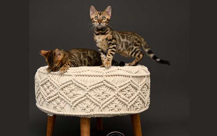 Bengal kitten for sale